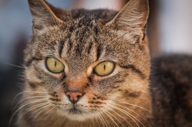 Kabarık bir safkan kedi portresi