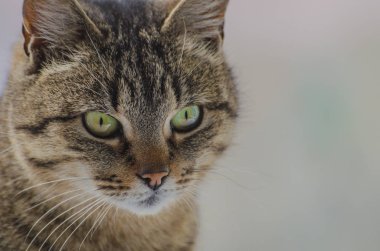 Kabarık bir safkan kedi portresi