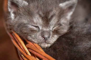 Kabarık safkan bir kedi yavrusu portresi