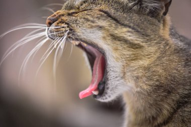 Kabarık bir safkan kedi portresi