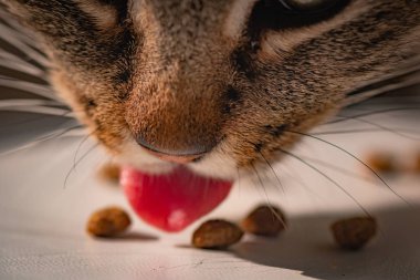 Kabarık bir safkan kedi portresi