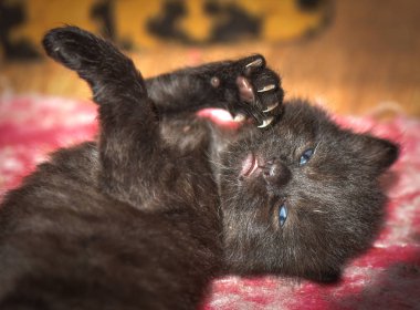 Kabarık safkan bir kedi yavrusu portresi