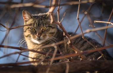 Kabarık bir safkan kedi portresi