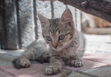 Kabarık safkan bir kedi yavrusu portresi