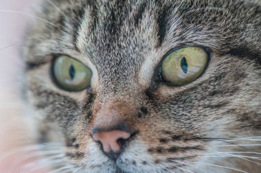 Kabarık bir safkan kedi portresi