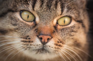 Kabarık bir safkan kedi portresi