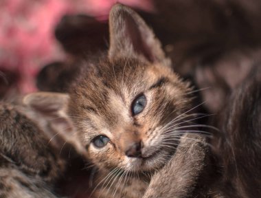 Kabarık safkan bir kedi yavrusu portresi
