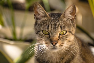 Kabarık bir safkan kedi portresi