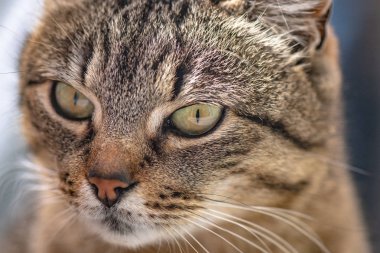 Kabarık bir safkan kedi portresi