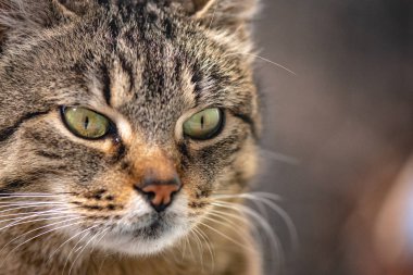 Kabarık bir safkan kedi portresi