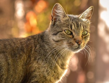 Kabarık bir safkan kedi portresi