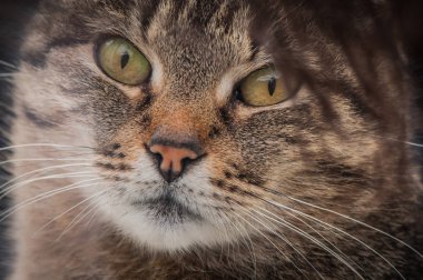 Kabarık bir safkan kedi portresi