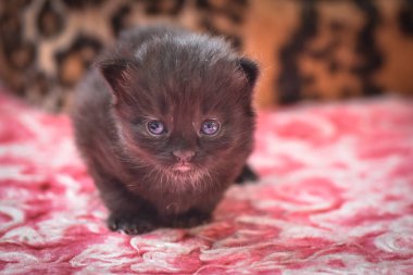 Kabarık safkan bir kedi yavrusu portresi