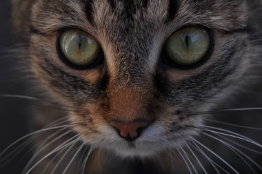 Kabarık bir safkan kedi portresi