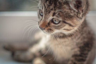 Kabarık safkan bir kedi yavrusu portresi