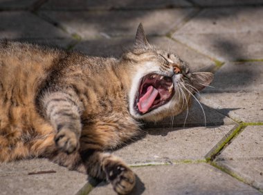 Kabarık bir safkan kedi portresi