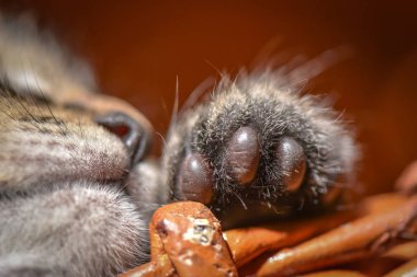 Kabarık safkan bir kedi yavrusu portresi