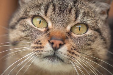 Kabarık bir safkan kedi portresi