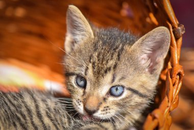 Kabarık safkan bir kedi yavrusu portresi