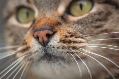 Kabarık bir safkan kedi portresi