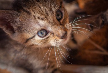 Kabarık safkan bir kedi yavrusu portresi