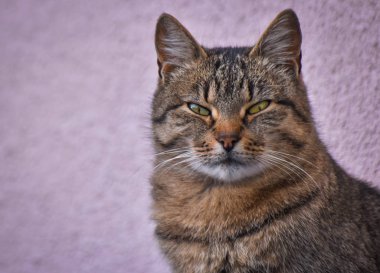 Kabarık bir safkan kedi portresi