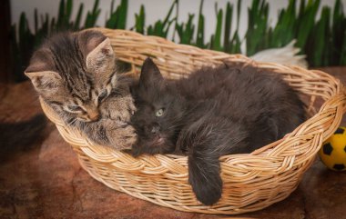 Kabarık safkan bir kedi yavrusu portresi