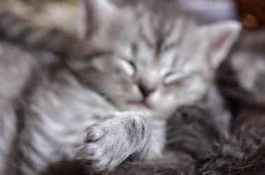 Kabarık safkan bir kedi yavrusu portresi