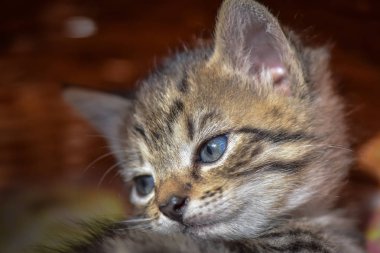 Kabarık safkan bir kedi yavrusu portresi