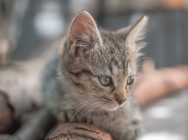 Kabarık safkan bir kedi yavrusu portresi