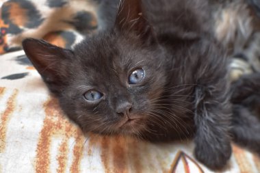 Kabarık safkan bir kedi yavrusu portresi