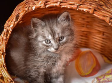 Kabarık safkan bir kedi yavrusu portresi