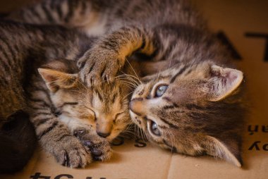 Kabarık safkan bir kedi yavrusu portresi