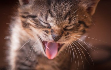 Kabarık safkan bir kedi yavrusu portresi