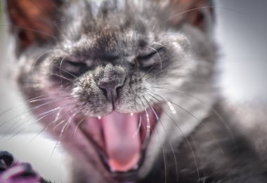 Kabarık safkan bir kedi yavrusu portresi