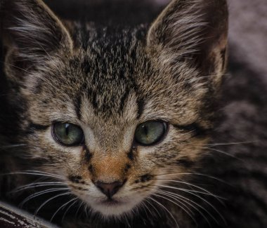 Kabarık safkan bir kedi yavrusu portresi