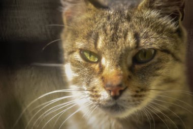 Kabarık bir safkan kedi portresi