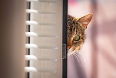 Kabarık bir safkan kedi portresi