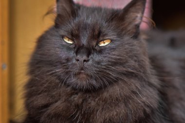 Kabarık bir safkan kedi portresi