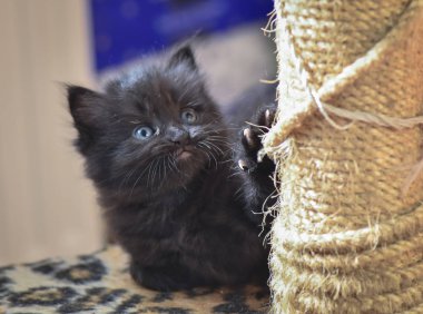 Kabarık safkan bir kedi yavrusu portresi