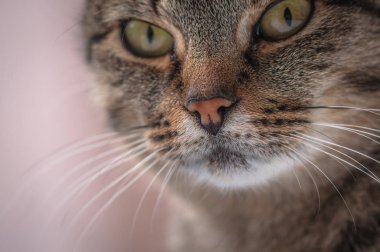 Kabarık bir safkan kedi portresi