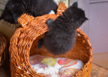 Kabarık safkan bir kedi yavrusu portresi