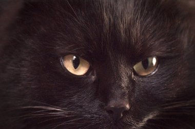 Kabarık safkan bir kedi yavrusu portresi