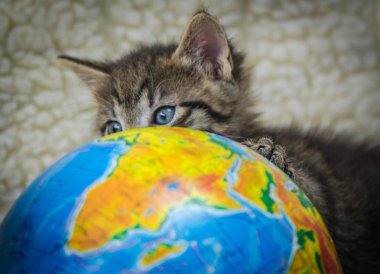 Kabarık safkan bir kedi yavrusu portresi