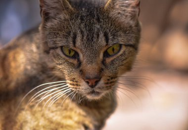 Kabarık bir safkan kedi portresi