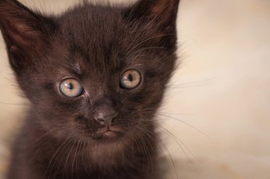 Kabarık safkan bir kedi yavrusu portresi