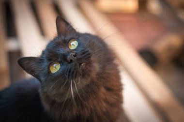 Kabarık bir safkan kedi portresi