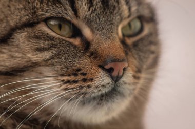 Kabarık bir safkan kedi portresi