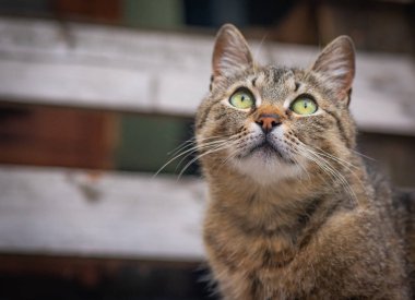 Kabarık bir safkan kedi portresi