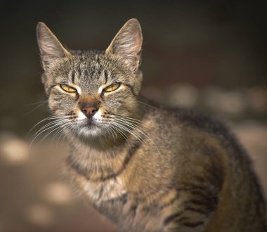 Kabarık bir safkan kedi portresi